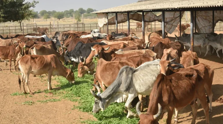 Cow Service (Gauseva)